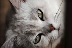 宠物猫 