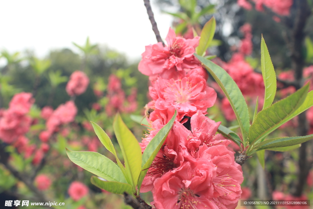 桃花