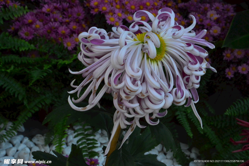 菊花