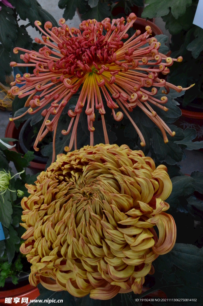 菊花