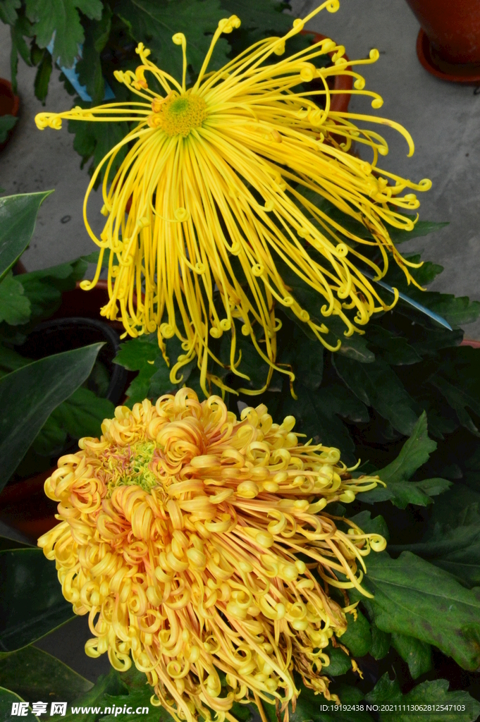 菊花 