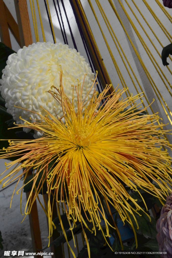 菊花 