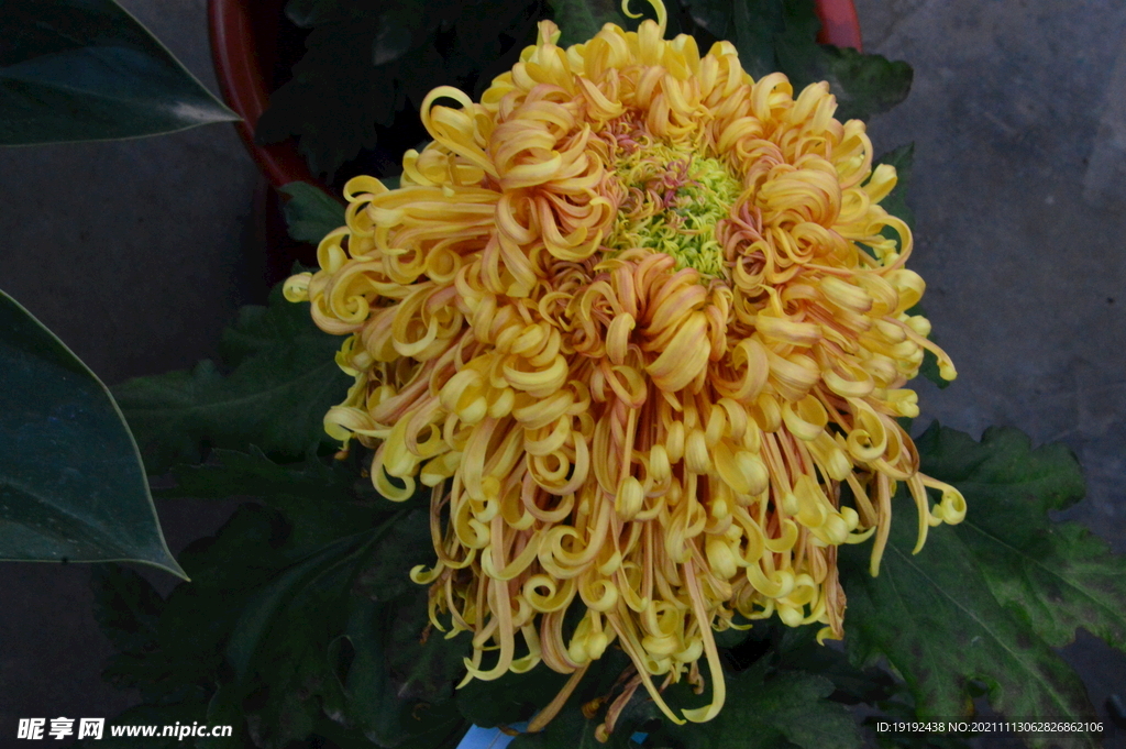 菊花 