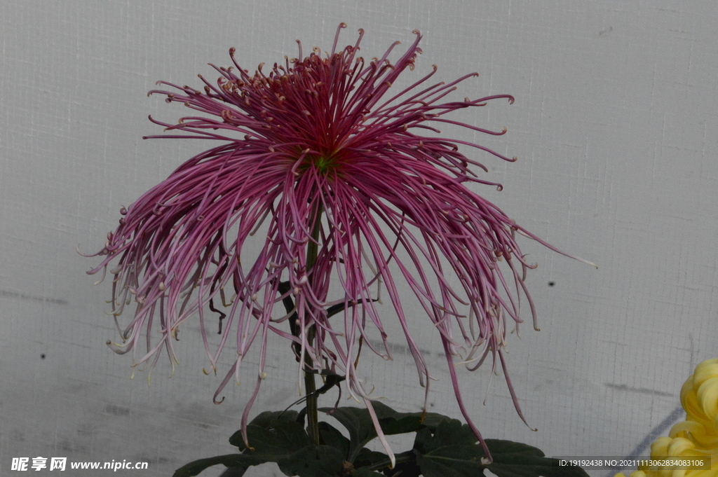 菊花 