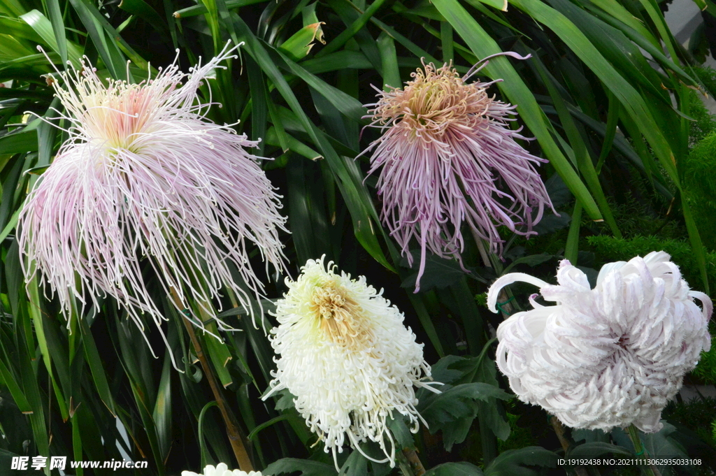 菊花 