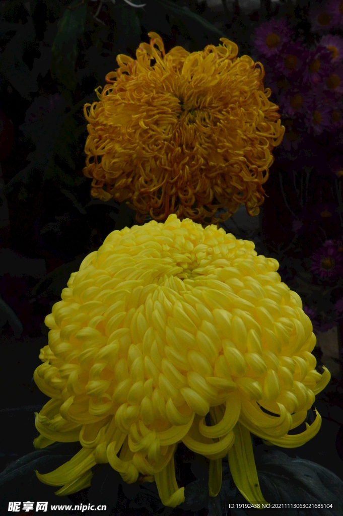 菊花 