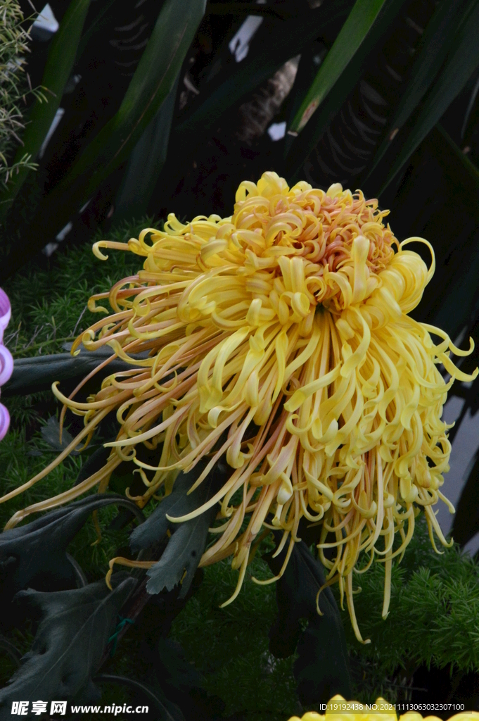 菊花 