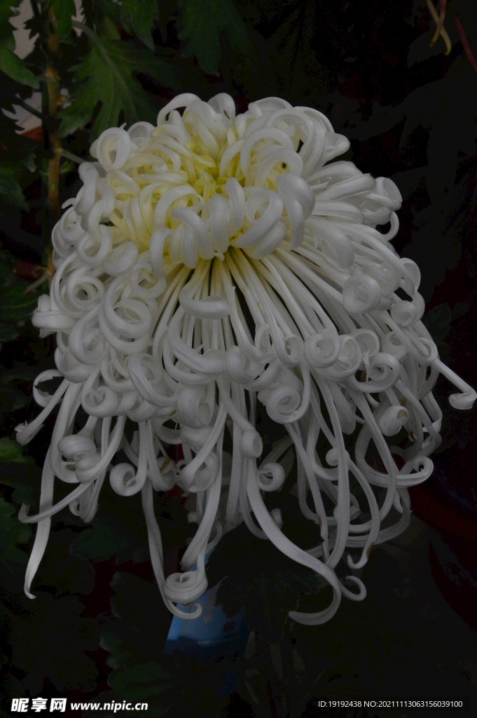 菊花