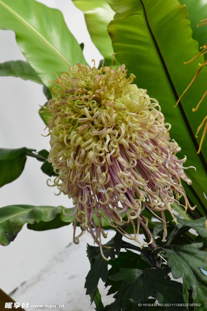菊花 