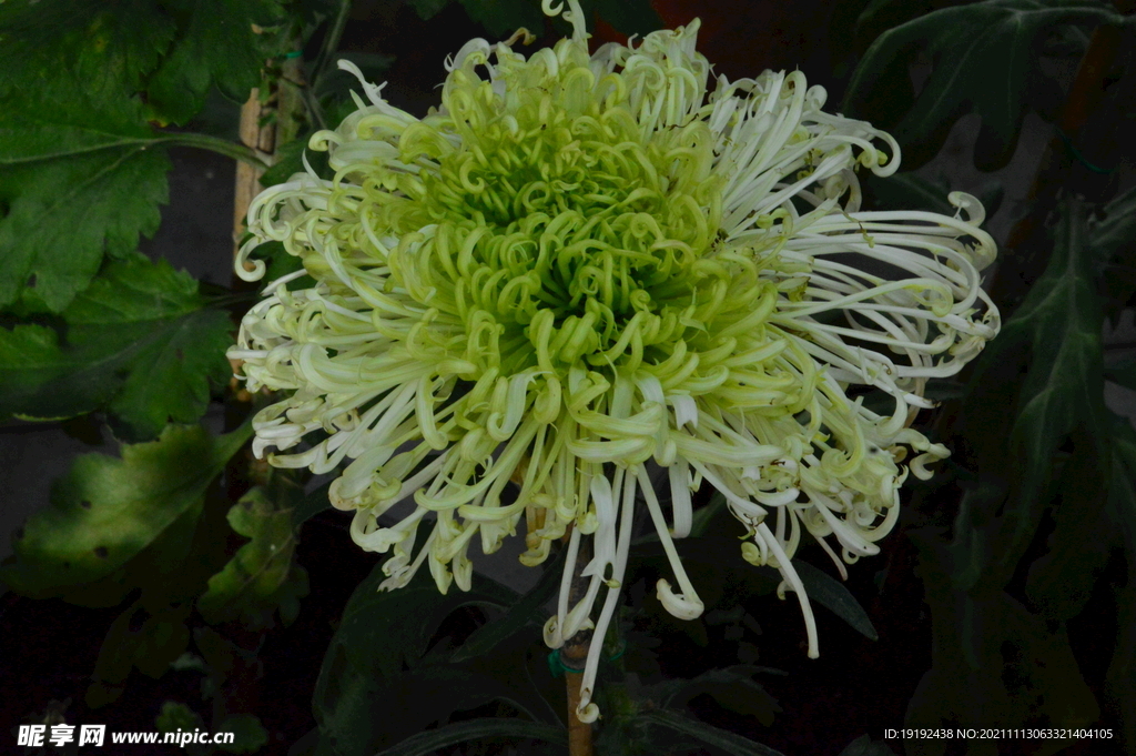 菊花 