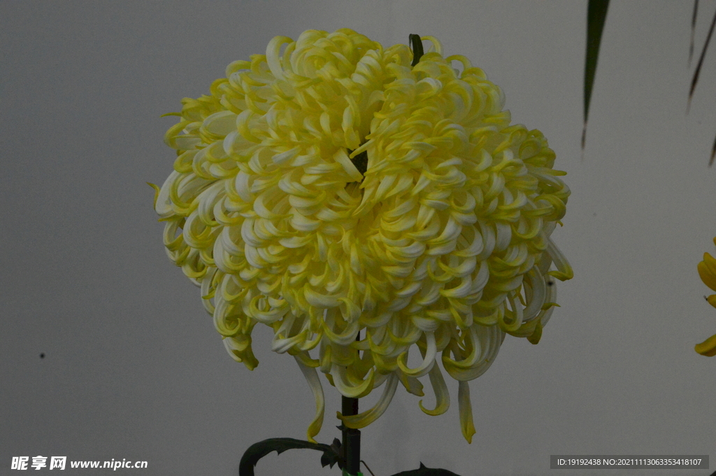 菊花 
