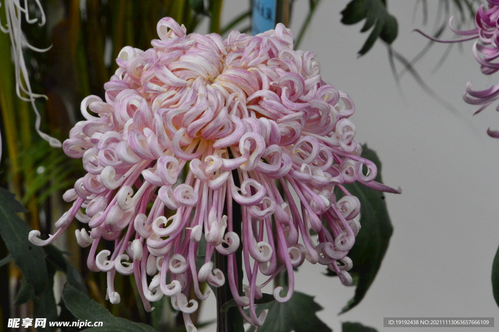 菊花