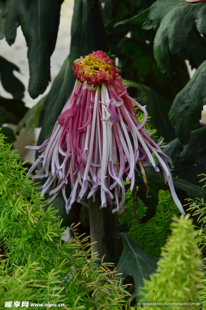 菊花