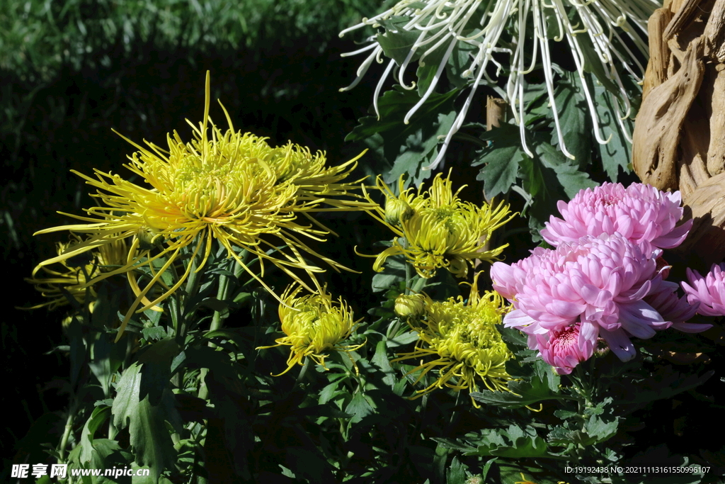 菊花 