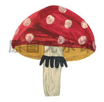 插画蘑菇
