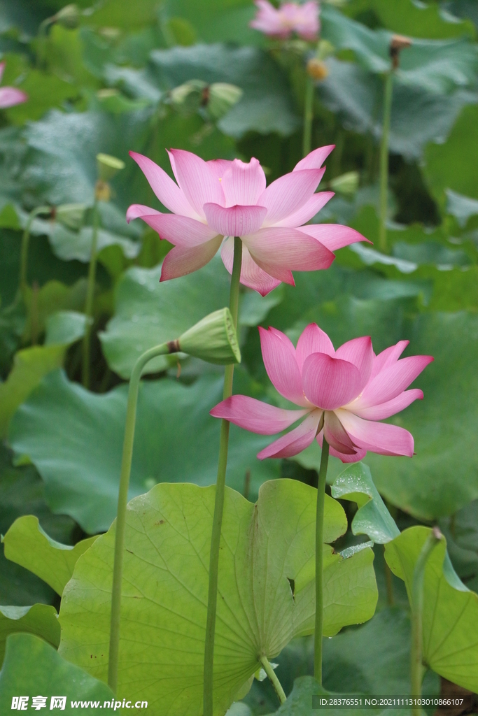 荷花 摄影 莲花