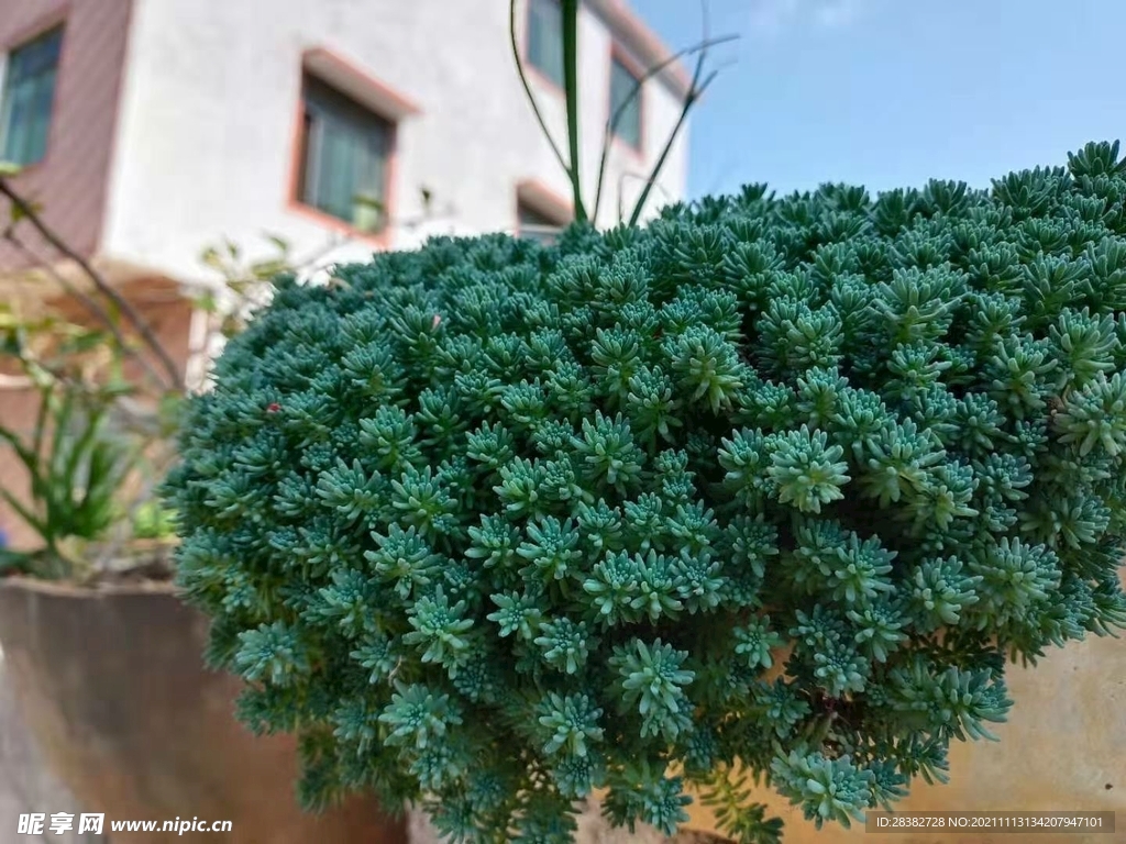 多肉植物