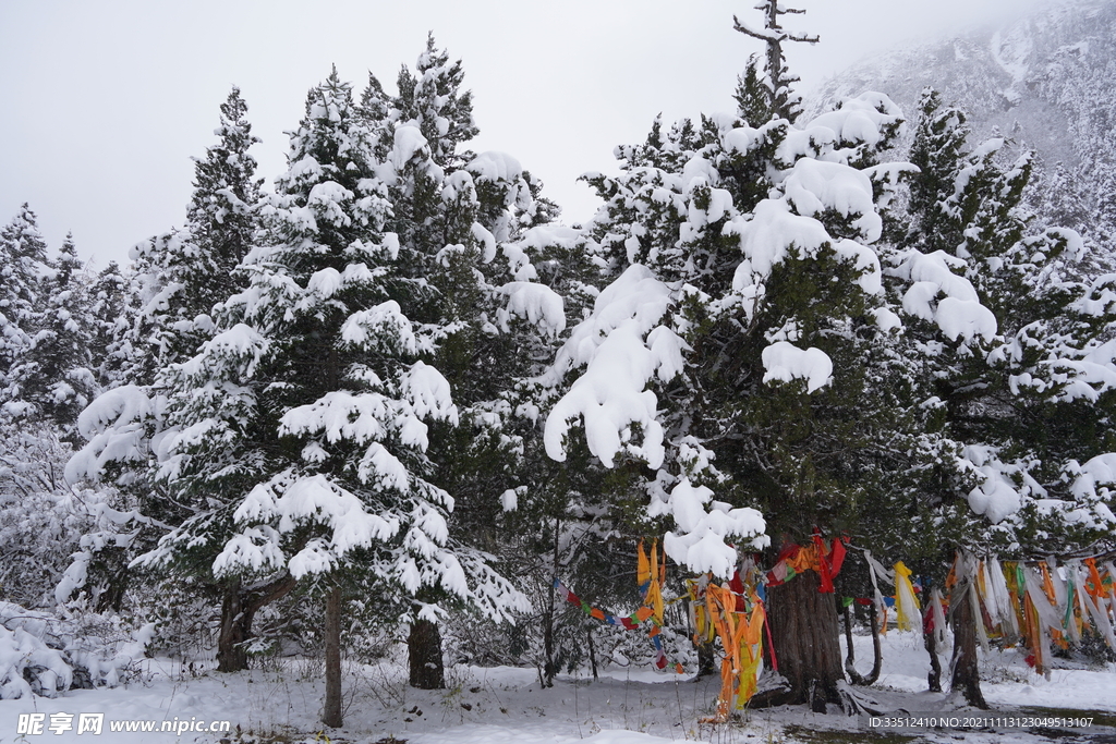 松林傲雪