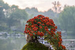 菊花盆景