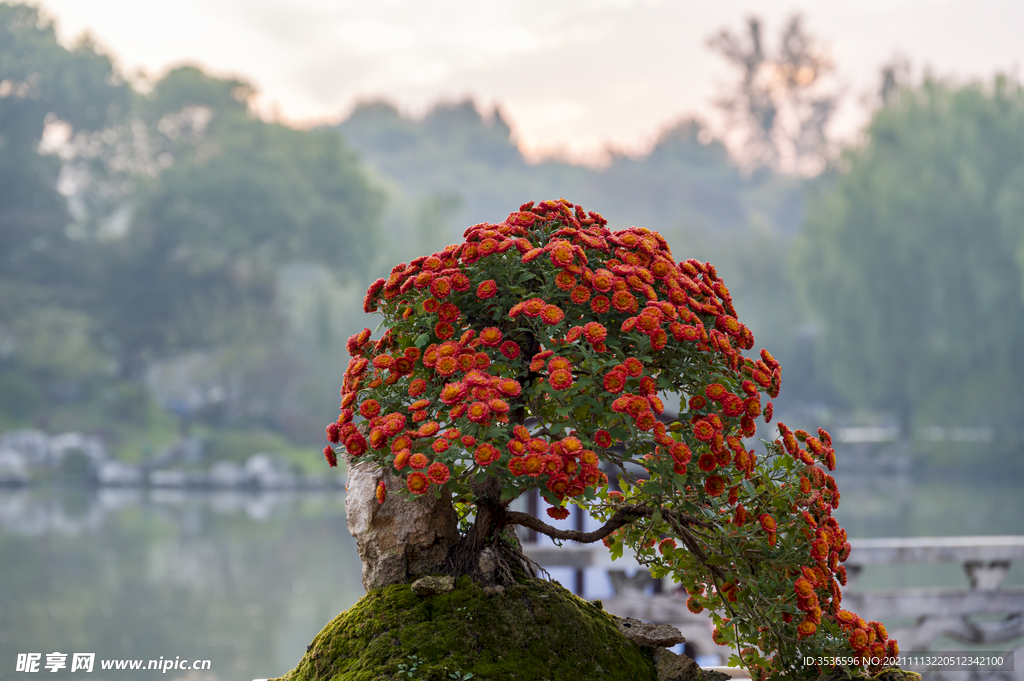 菊花盆景