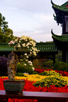 菊花盆景