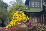 菊花盆景
