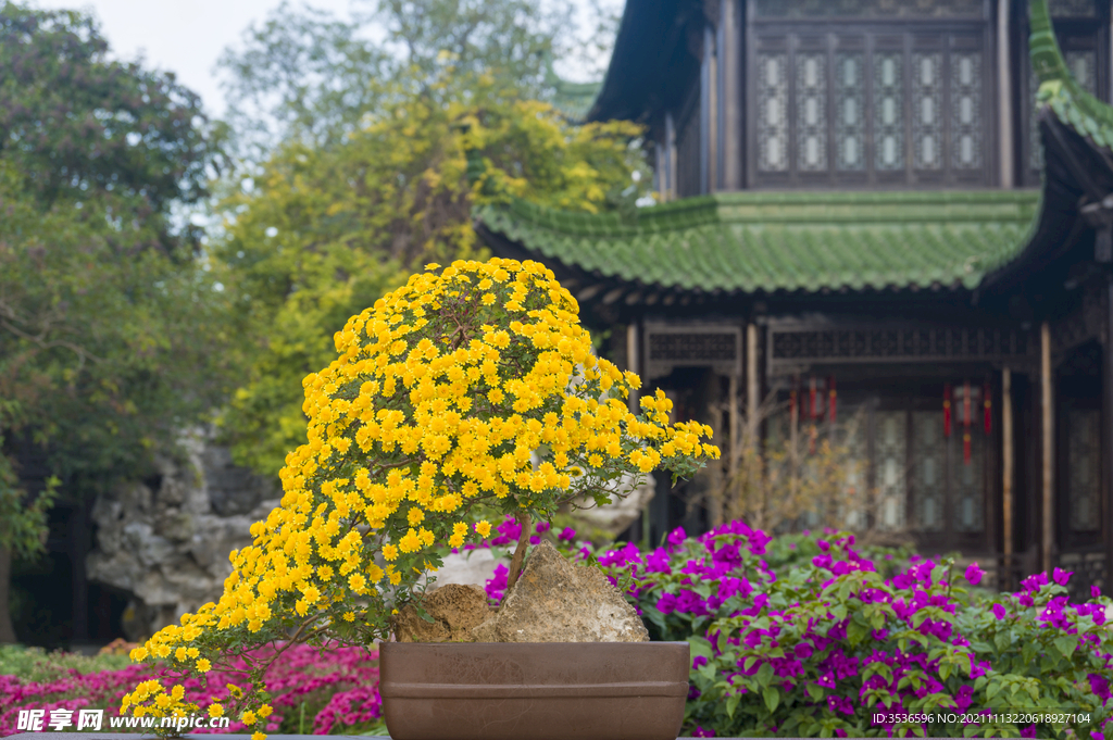 菊花盆景