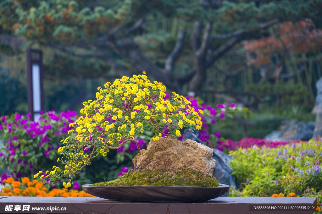 菊花盆景