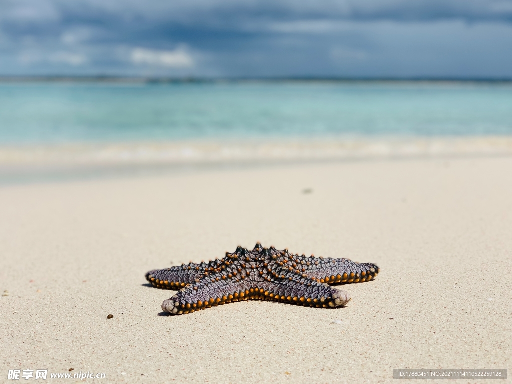 海星