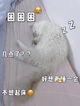 布偶猫