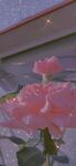 花壁纸图
