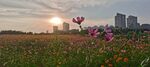 格桑花