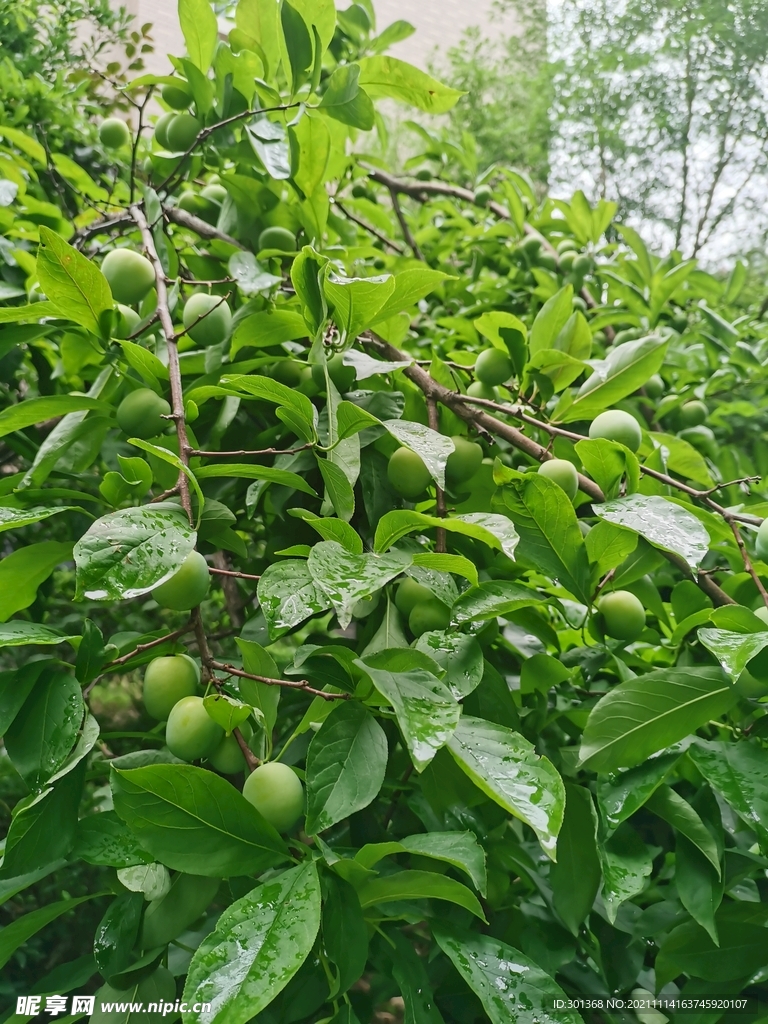 绿李子