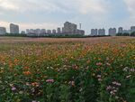 格桑花花海
