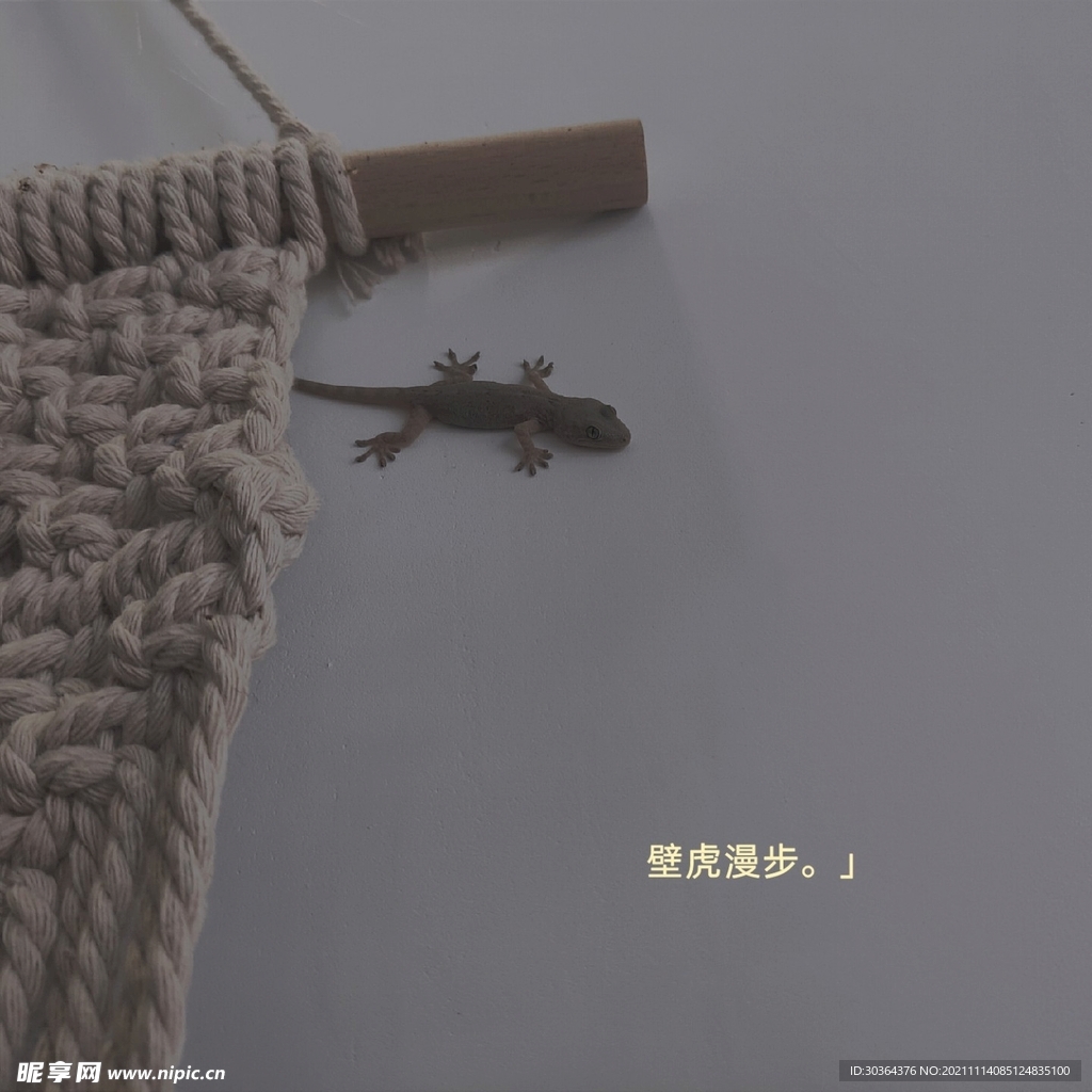 壁虎