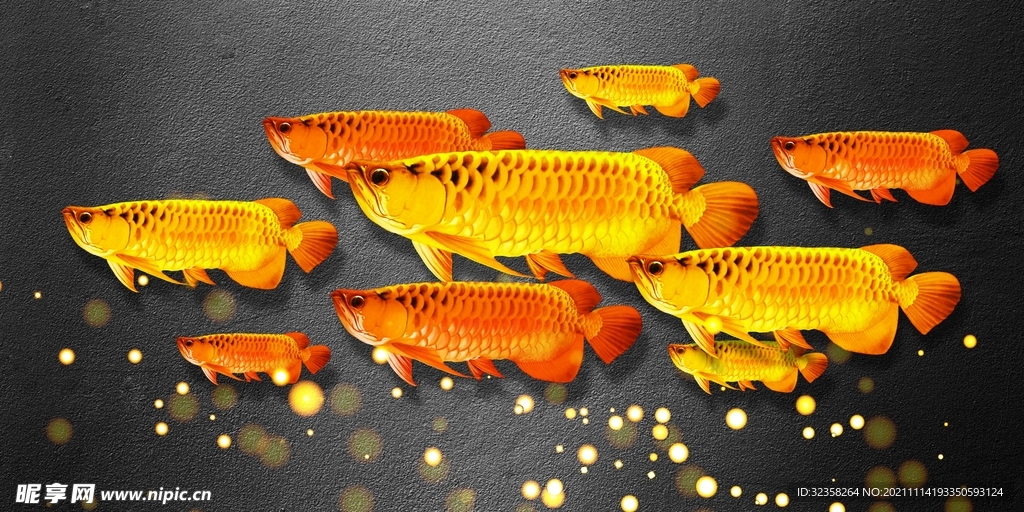 金龙鱼金鱼鲤鱼年年有鱼装饰画