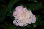 山茶花