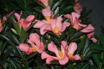 山茶花