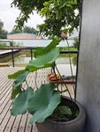 荷花缸