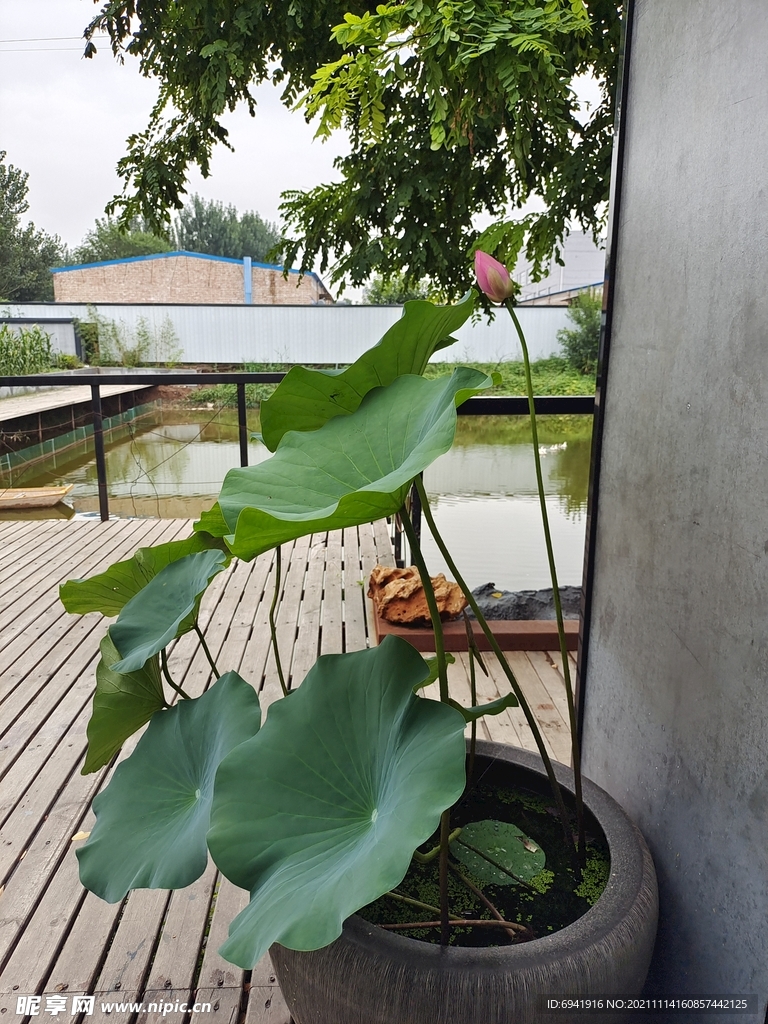 荷花缸