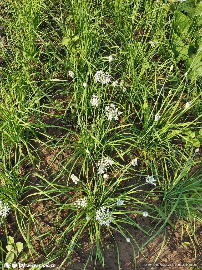 韭菜地