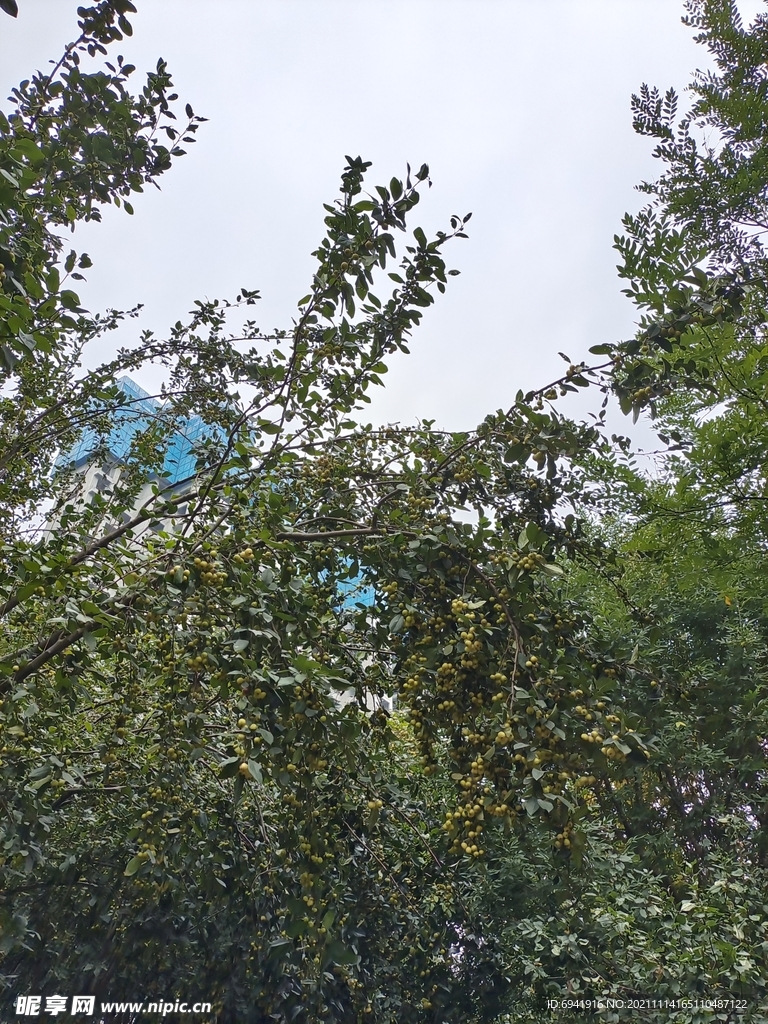 海棠果