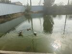 鸭子