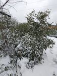 雪竹