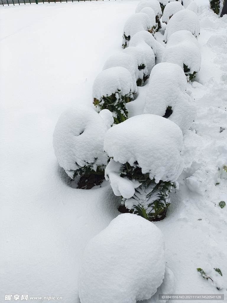 雪景