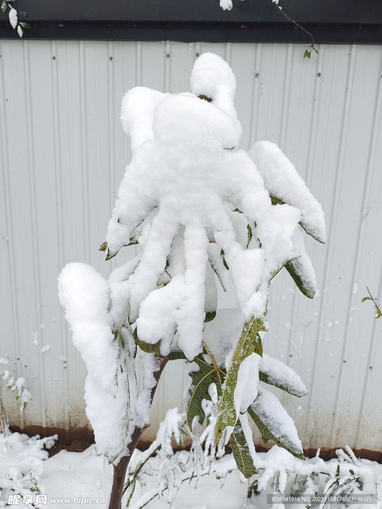 雪中树叶