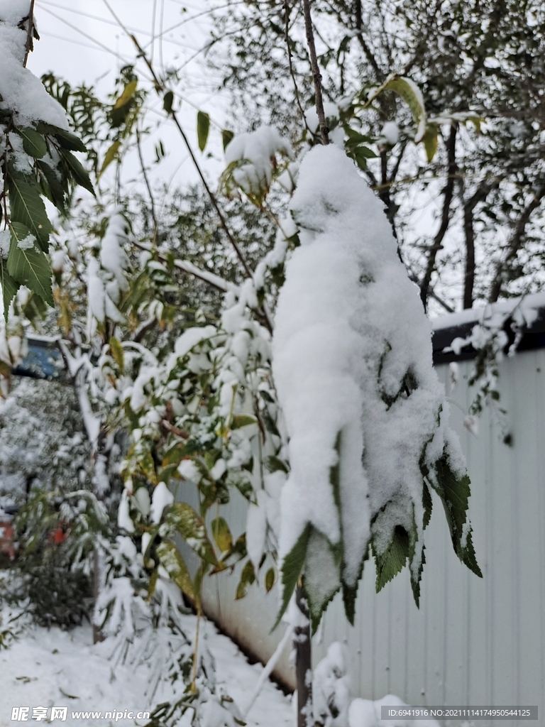 雪中树叶