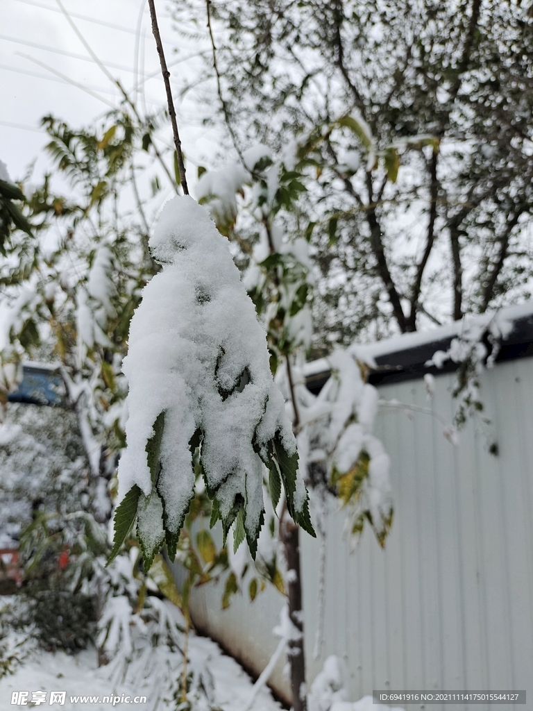 雪景