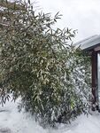 雪竹