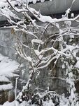 雪景